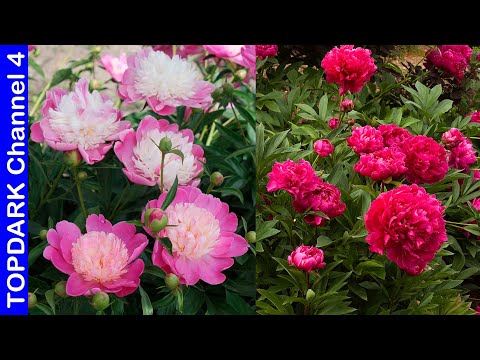 Peonias que son: Descubre las variedades y cuidados de estas hermosas flores