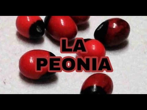 Descubre los increíbles beneficios de la flor de peonia