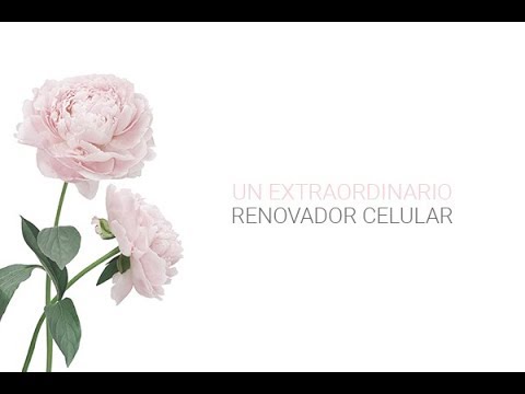 Descubre la belleza de la flor peonía