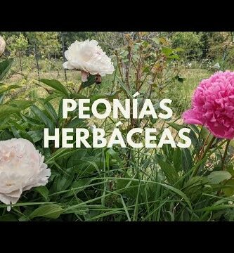 Peonias: Precios y cuidados de esta hermosa planta