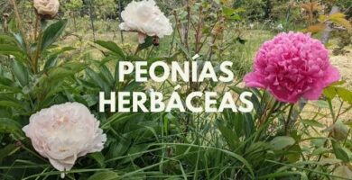 Peonias: Precios y cuidados de esta hermosa planta