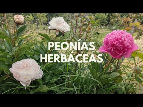 Peonias: Precios y cuidados de esta hermosa planta