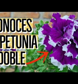 Peonia Doble: Descubre la Belleza Duplicada en tu Jardín