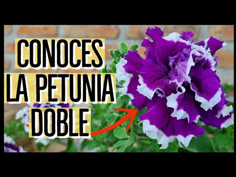 Peonia Doble: Descubre la Belleza Duplicada en tu Jardín