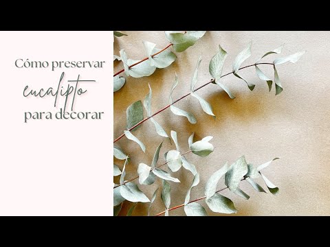 Peonias preservadas con tallo: belleza duradera para tus arreglos florales