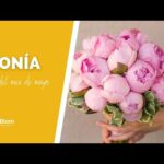 Descubre la belleza de la peonia flamenca: colores vibrantes y fragancia cautivadora