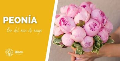 Descubre la belleza de la peonia flamenca: colores vibrantes y fragancia cautivadora