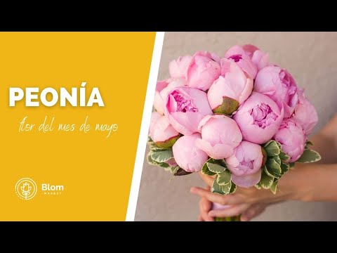 Descubre la belleza de la peonia flamenca: colores vibrantes y fragancia cautivadora