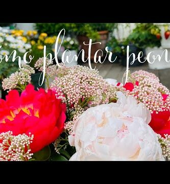 Comprar peonías en maceta: flores exquisitas para tu hogar