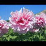 Paeonia Lactiflora: La Belleza de las Peonías en tu Jardín