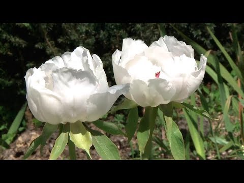 Árbol de peonías: Belleza y color en tu jardín