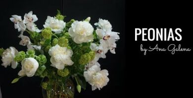 Peonias: Belleza floral en tu hogar