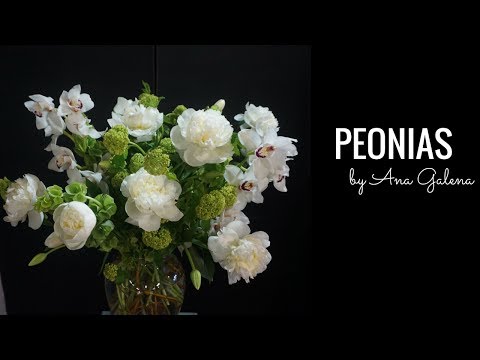 Peonias: Belleza floral en tu hogar