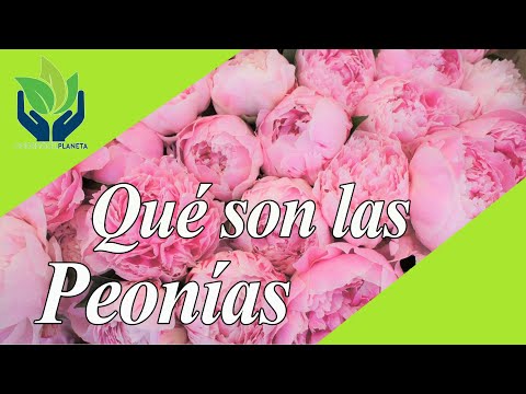 peonias blancas naturales