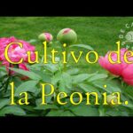 Tierra para peonias: la clave para un jardín exuberante