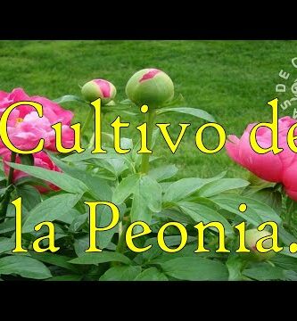 Tierra para peonias: la clave para un jardín exuberante