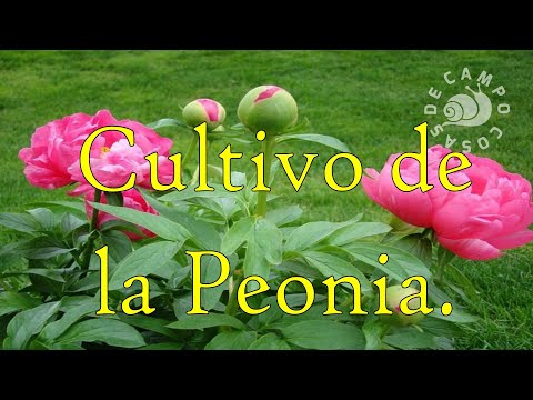 Tierra para peonias: la clave para un jardín exuberante