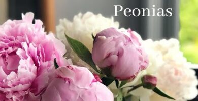 Dónde comprar peonías: la mejor opción para flores de calidad