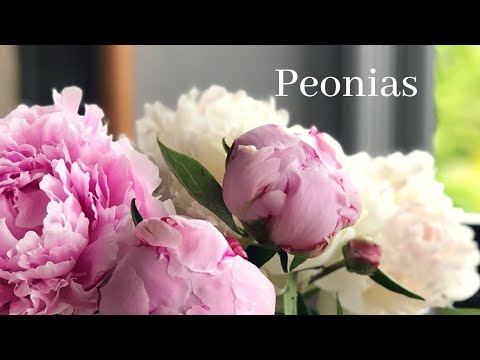 Dónde comprar peonías: la mejor opción para flores de calidad