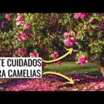 Peonias y camelias: una combinación perfecta de flores exquisitas