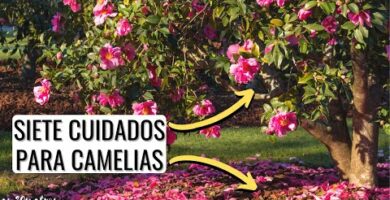 Peonias y camelias: una combinación perfecta de flores exquisitas