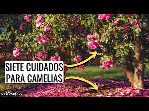 Peonias y camelias: una combinación perfecta de flores exquisitas