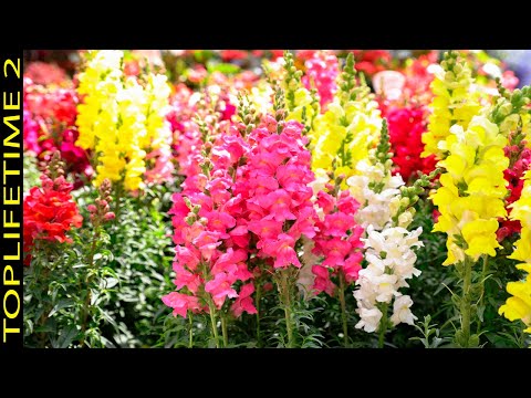 Peonias blancas y rosas: una combinación de colores vibrante para tu jardín