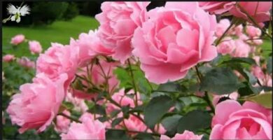 Peonias lactiflora: Belleza y delicadeza en tu jardín