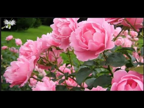 Peonias lactiflora: Belleza y delicadeza en tu jardín