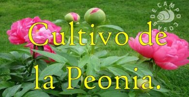 Peonia Flor: Onde Comprar e Dicas de Cultivo