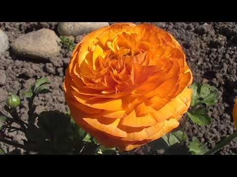 Peonias naranjas: belleza vibrante en tu jardín