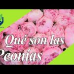 Clases de Peonias: Todo lo que necesitas saber sobre estas hermosas flores