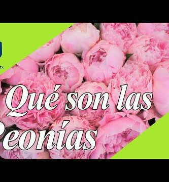 Clases de Peonias: Todo lo que necesitas saber sobre estas hermosas flores