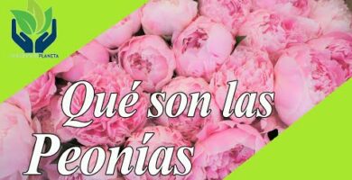 Clases de Peonias: Todo lo que necesitas saber sobre estas hermosas flores