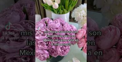 Descubre el mejor precio de peonias rojas