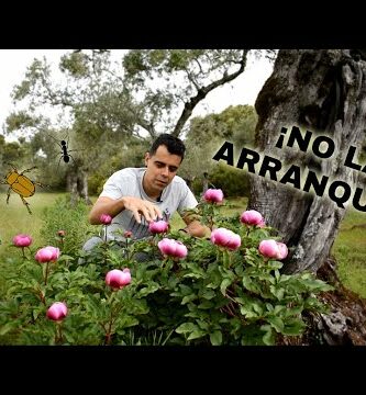 Paeonia broteroi: Descubre todo sobre esta hermosa especie