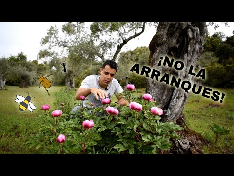 Paeonia broteroi: Descubre todo sobre esta hermosa especie