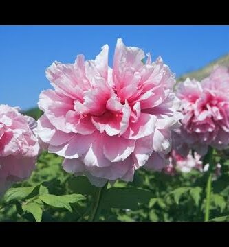 Peonia rosa: La flor más hermosa y delicada