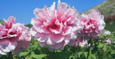 Peonia rosa: La flor más hermosa y delicada