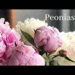 Peonias amarillas: la belleza radiante de estas flores