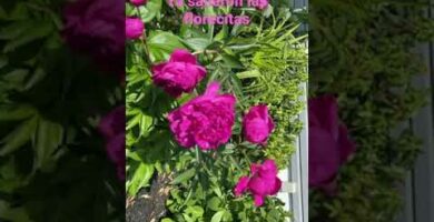 Peonia abierta: belleza floreciente en tu jardín