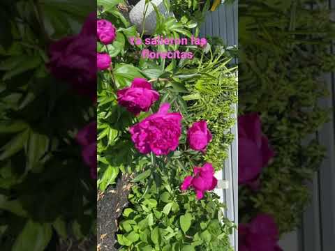 Peonia abierta: belleza floreciente en tu jardín