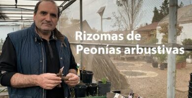 Interflora: Envío de Peonías Frescas a Domicilio