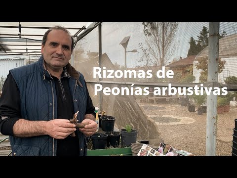 Interflora: Envío de Peonías Frescas a Domicilio