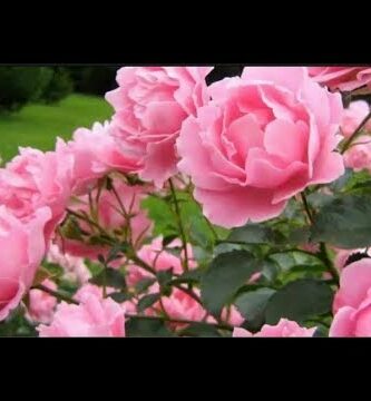 Descubre la belleza de la rosa peonía: la planta ideal para tu jardín