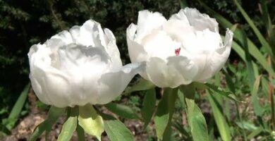 Descubre los tipos de peonías: ¡una explosión de colores en tu jardín!