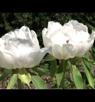 Peonia Burdeos: Belleza y Elegancia en tu Jardín