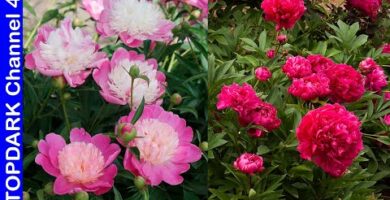 Paeonia Rockii: Descubre el encanto de esta hermosa flor