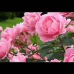 Peonias Rosas Naturales: Belleza floral en tu hogar