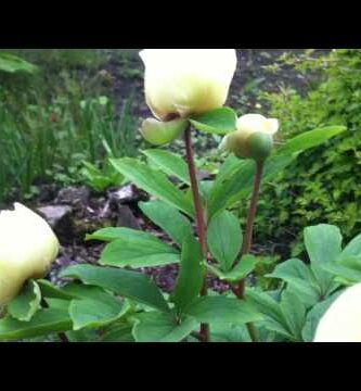 paeonia coriacea